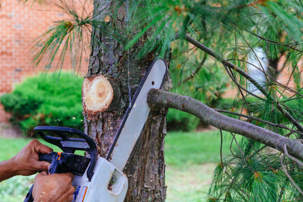 How Our Tree Care Process Works  in  Goodrich, MI